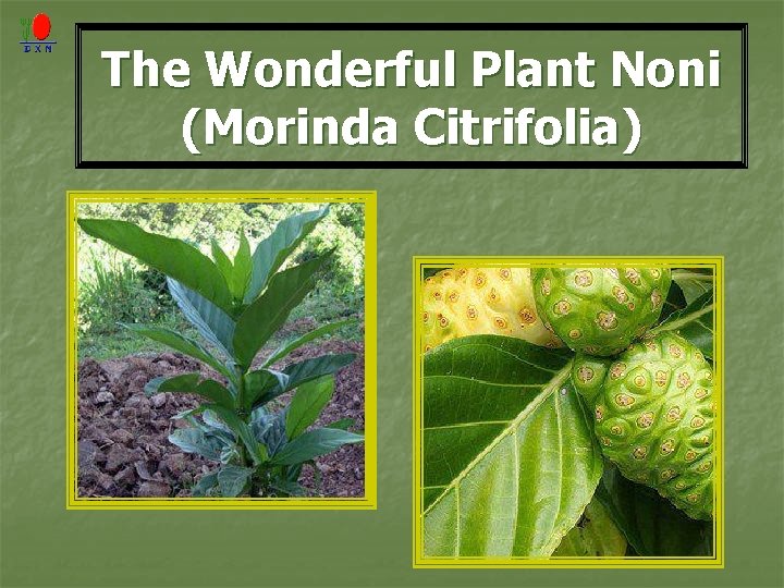 The Wonderful Plant Noni (Morinda Citrifolia) 
