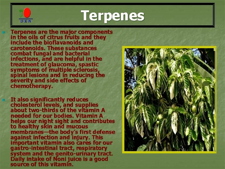 Terpenes n n Terpenes are the major components in the oils of citrus fruits