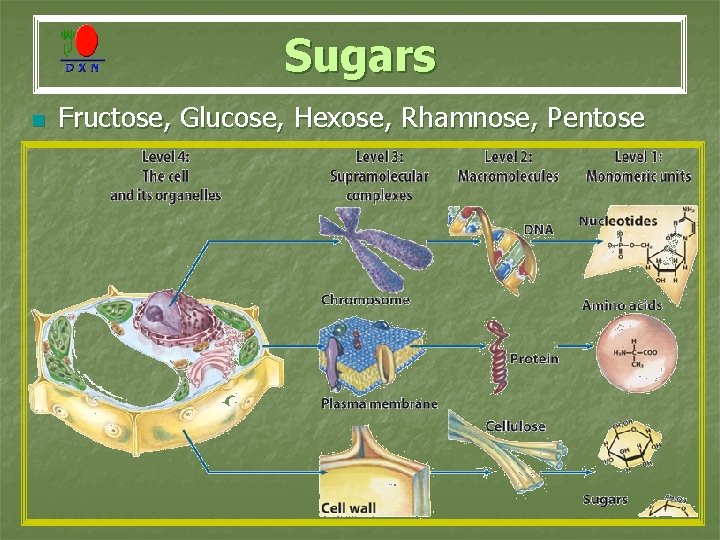 Sugars n Fructose, Glucose, Hexose, Rhamnose, Pentose 