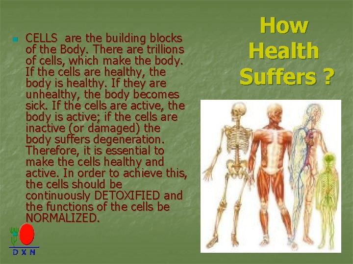n n CELLS are the building blocks of the Body. There are trillions of