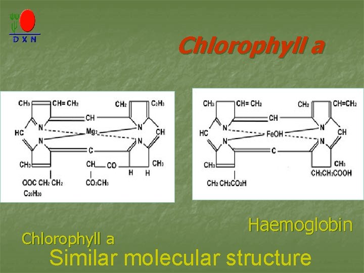 Chlorophyll a Haemoglobin Similar molecular structure 