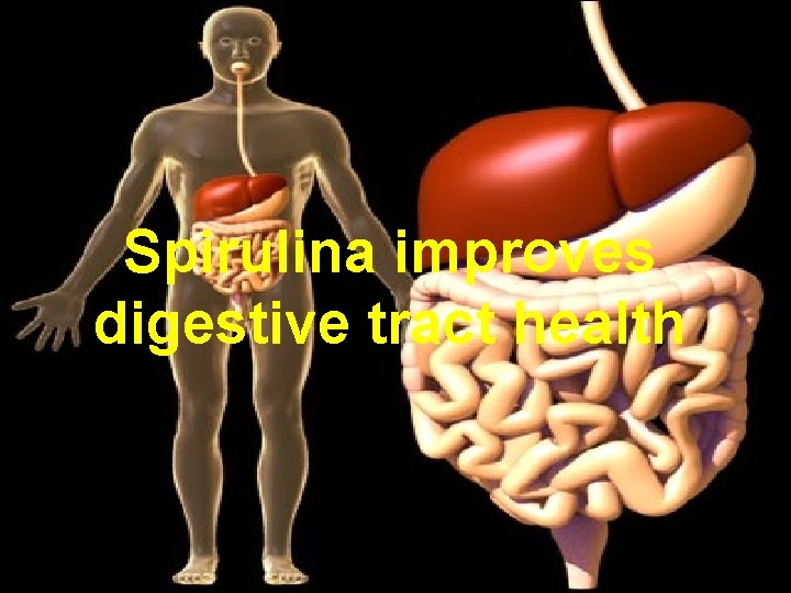 Spirulina improves digestive tract health 
