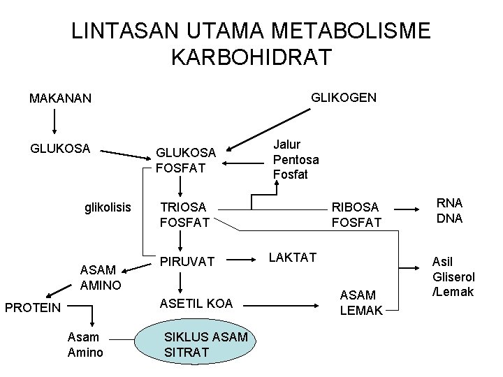 LINTASAN UTAMA METABOLISME KARBOHIDRAT GLIKOGEN MAKANAN GLUKOSA glikolisis ASAM AMINO GLUKOSA FOSFAT TRIOSA FOSFAT