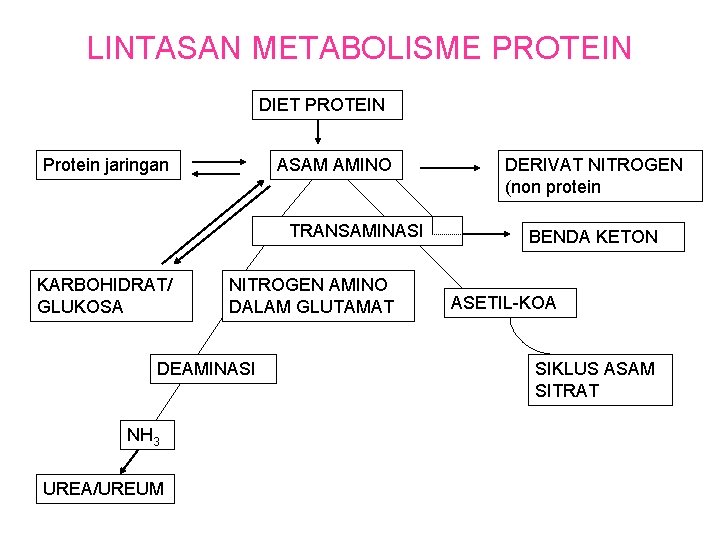 LINTASAN METABOLISME PROTEIN DIET PROTEIN Protein jaringan ASAM AMINO TRANSAMINASI KARBOHIDRAT/ GLUKOSA NITROGEN AMINO