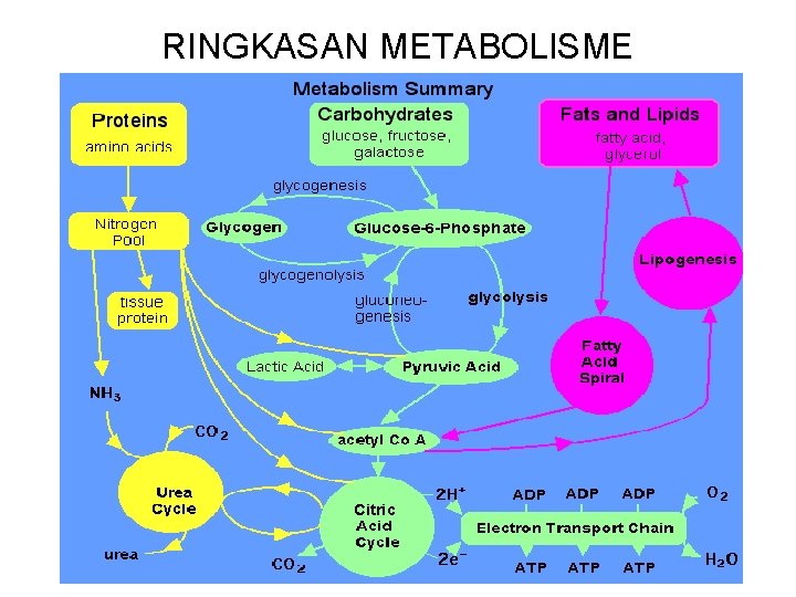 RINGKASAN METABOLISME 