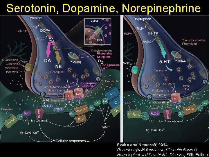 Serotonin, Dopamine, Norepinephrine Szabo and Nemeroff, 2014 Rosenberg’s Molecular and Genetic Basis of Neurological