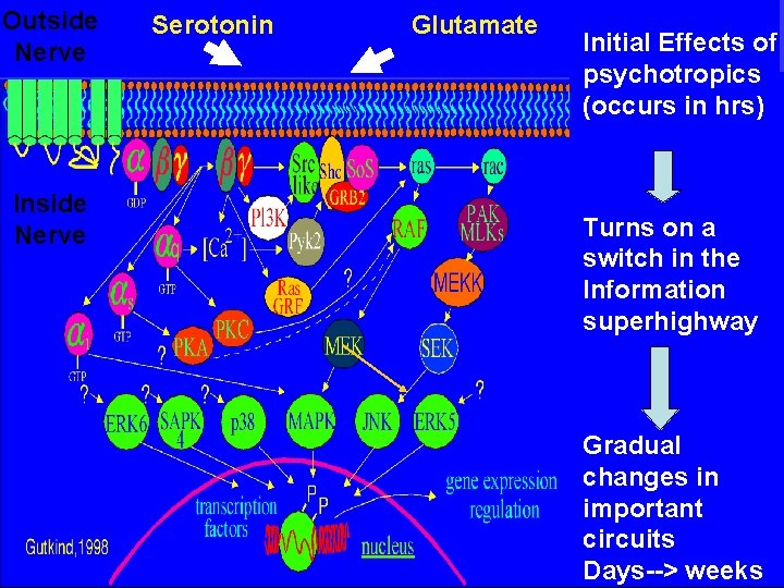 Outside Nerve Inside Nerve Serotonin Glutamate Initial Effects of psychotropics (occurs in hrs) Turns