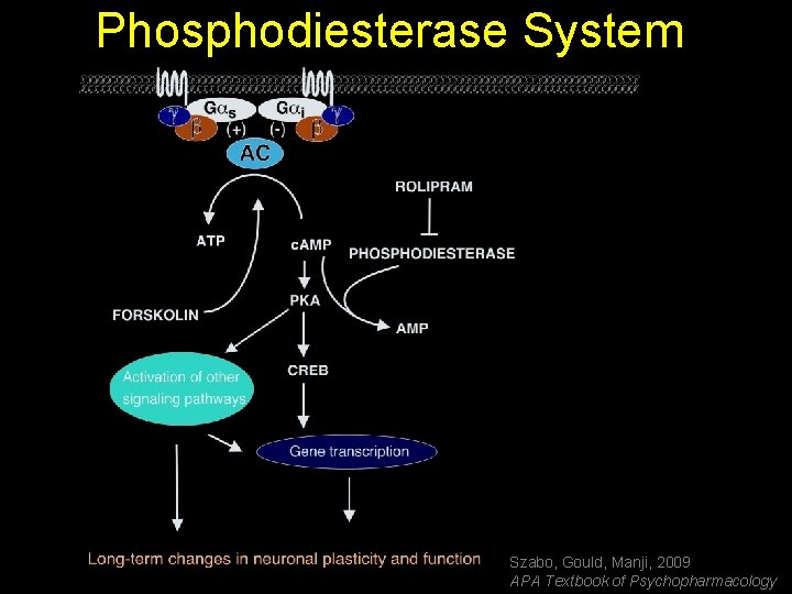 Phosphodiesterase System Szabo, Gould, Manji, 2009 APA Textbook of Psychopharmacology 
