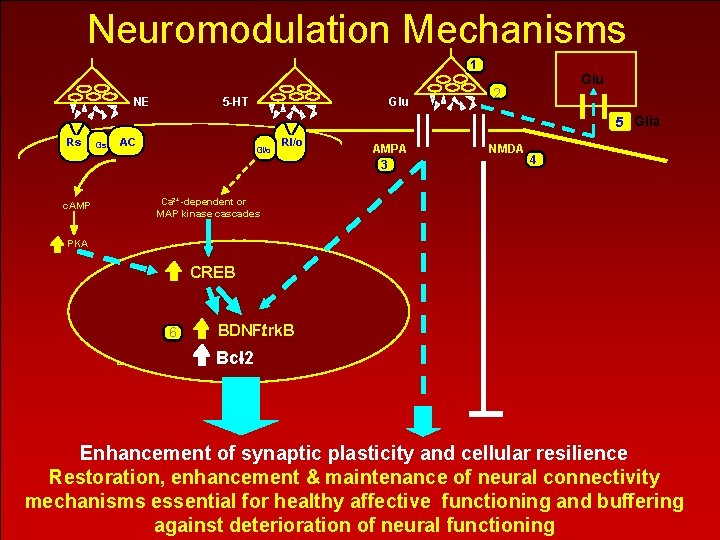 Neuromodulation Mechanisms 1 NE 5 -HT Glu 2 5 Glia Rs Gs AC Gi/o