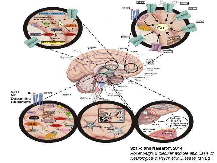 Szabo and Nemeroff, 2014 Rosenberg’s Molecular and Genetic Basis of Neurological & Psychiatric Disease,
