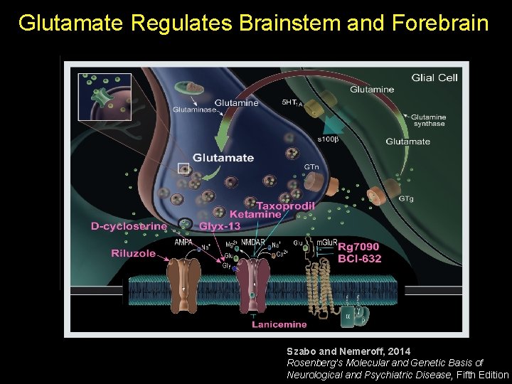 Glutamate Regulates Brainstem and Forebrain Szabo and Nemeroff, 2014 Rosenberg’s Molecular and Genetic Basis