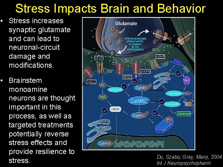 Stress Impacts Brain and Behavior • Stress increases synaptic glutamate and can lead to