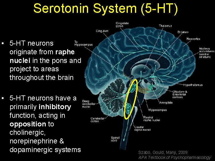 Serotonin System (5 -HT) • 5 -HT neurons originate from raphe nuclei in the