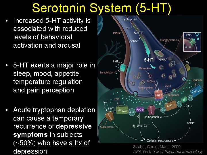 Serotonin System (5 -HT) • Increased 5 -HT activity is associated with reduced levels
