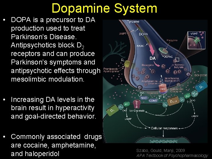 Dopamine System • DOPA is a precursor to DA production used to treat Parkinson’s