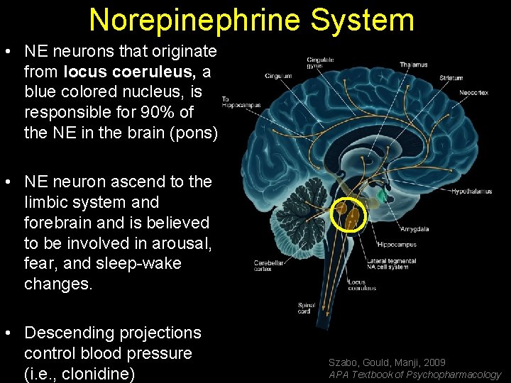 Norepinephrine System • NE neurons that originate from locus coeruleus, a blue colored nucleus,