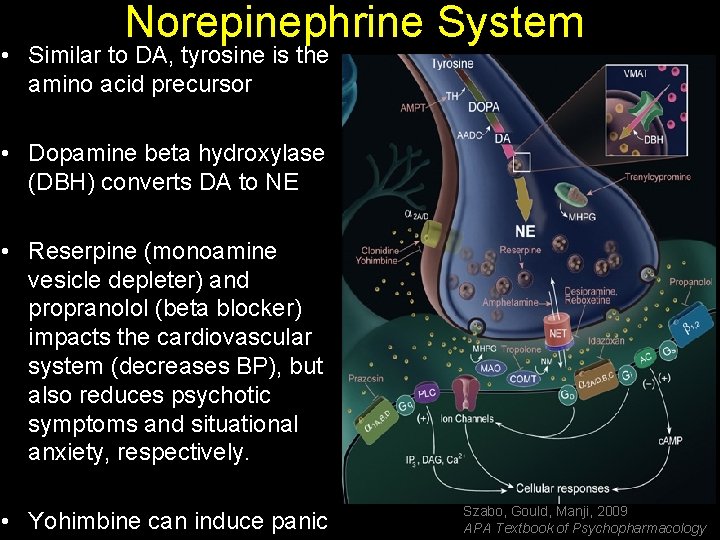 Norepinephrine System • Similar to DA, tyrosine is the amino acid precursor • Dopamine