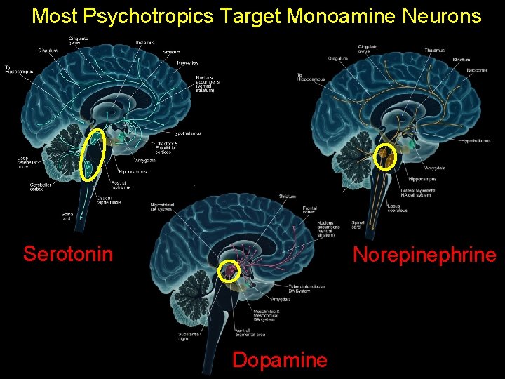 Most Psychotropics Target Monoamine Neurons Serotonin Norepinephrine Dopamine 