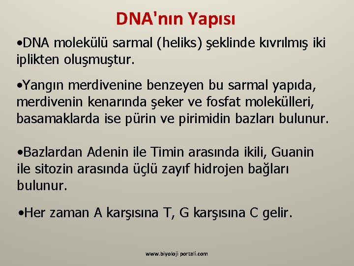 DNA'nın Yapısı • DNA molekülü sarmal (heliks) şeklinde kıvrılmış iki iplikten oluşmuştur. • Yangın