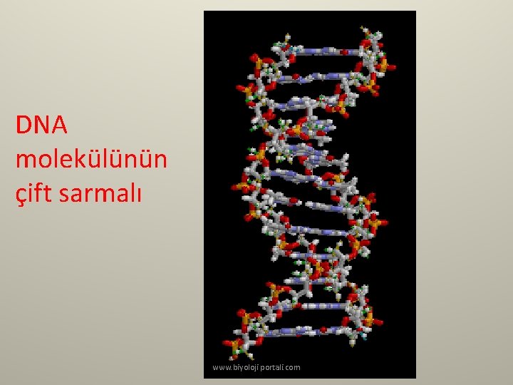 DNA molekülünün çift sarmalı www. biyoloji portali. com 