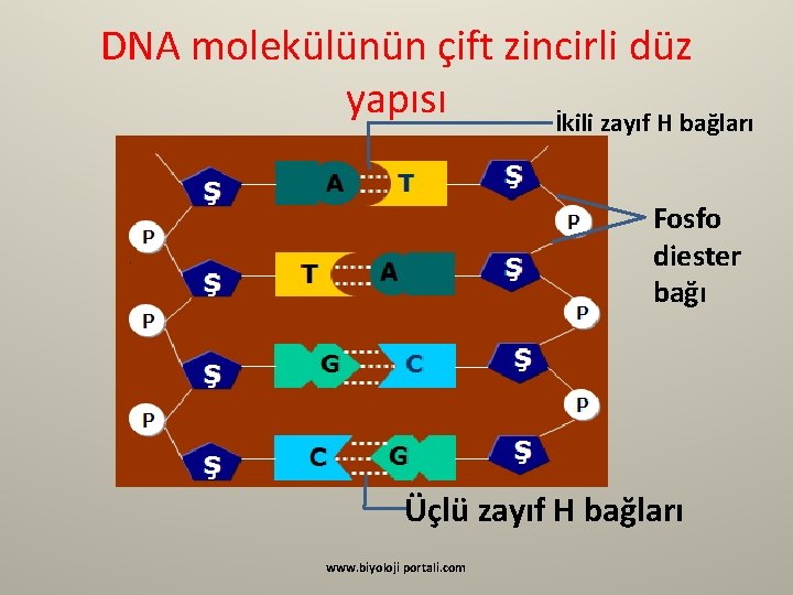 DNA molekülünün çift zincirli düz yapısı İkili zayıf H bağları Fosfo diester bağı Üçlü