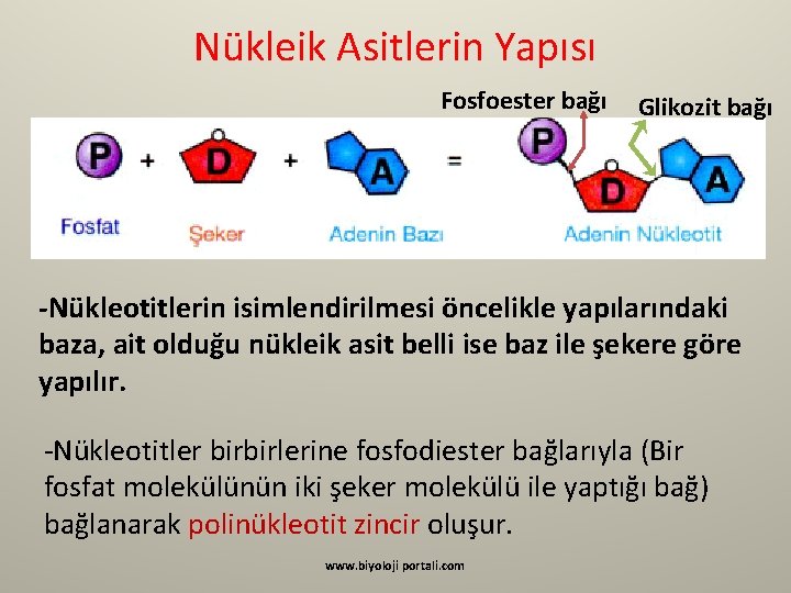 Nükleik Asitlerin Yapısı Fosfoester bağı Glikozit bağı -Nükleotitlerin isimlendirilmesi öncelikle yapılarındaki baza, ait olduğu