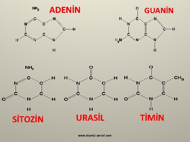 ADENİN SİTOZİN URASİL www. biyoloji portali. com GUANİN TİMİN 