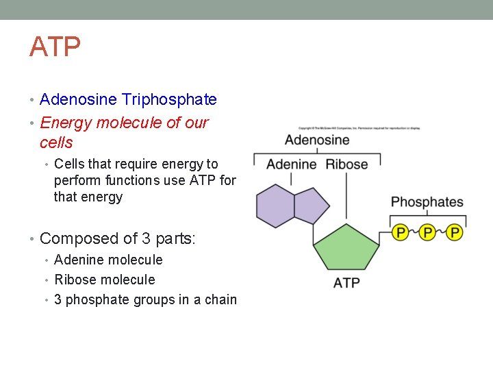 ATP • Adenosine Triphosphate • Energy molecule of our cells • Cells that require