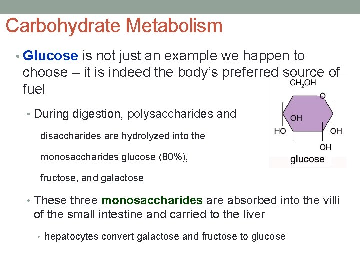 Carbohydrate Metabolism • Glucose is not just an example we happen to choose –