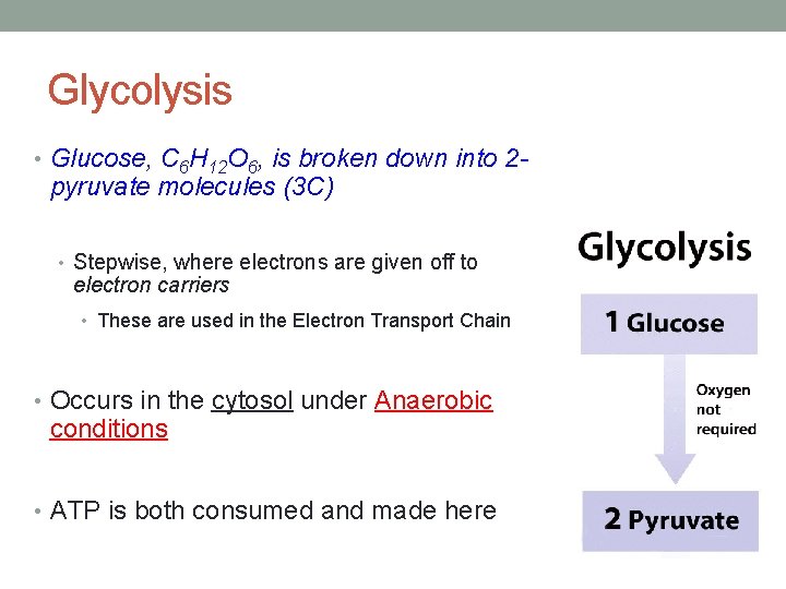 Glycolysis • Glucose, C 6 H 12 O 6, is broken down into 2