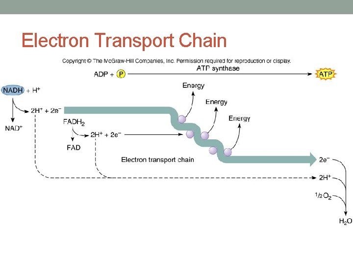 Electron Transport Chain 