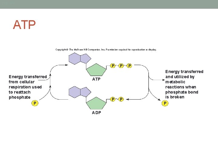 Fig. 4. 8 ATP Copyright © The Mc. Graw-Hill Companies, Inc. Permission required for