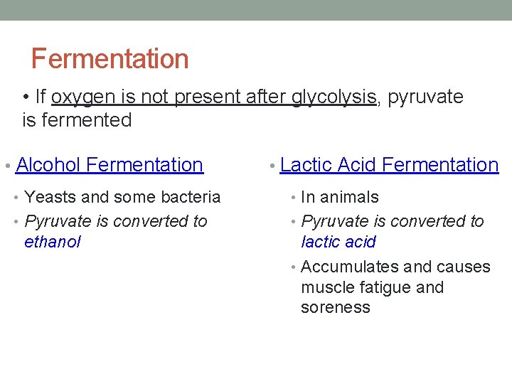 Fermentation • If oxygen is not present after glycolysis, pyruvate is fermented • Alcohol