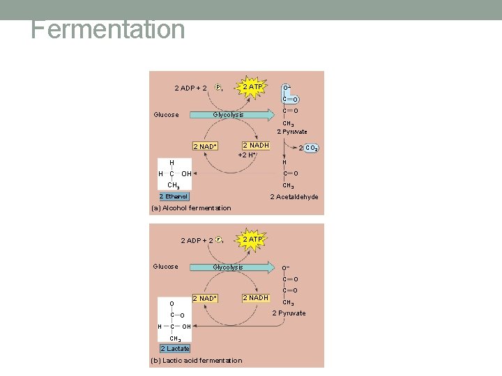 Fermentation 2 ADP + 2 Glucose 2 ATP Pi Glycolysis O– C O CH