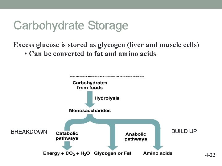 Carbohydrate Storage Excess glucose is stored as glycogen (liver and muscle cells) • Can