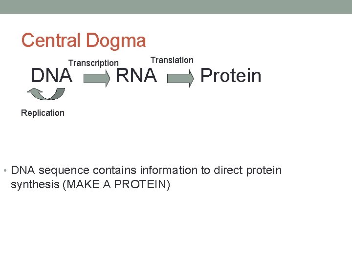 Central Dogma Transcription DNA Translation RNA Protein Replication • DNA sequence contains information to