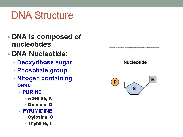 DNA Structure • DNA is composed of nucleotides • DNA Nucleotide: • Deoxyribose sugar