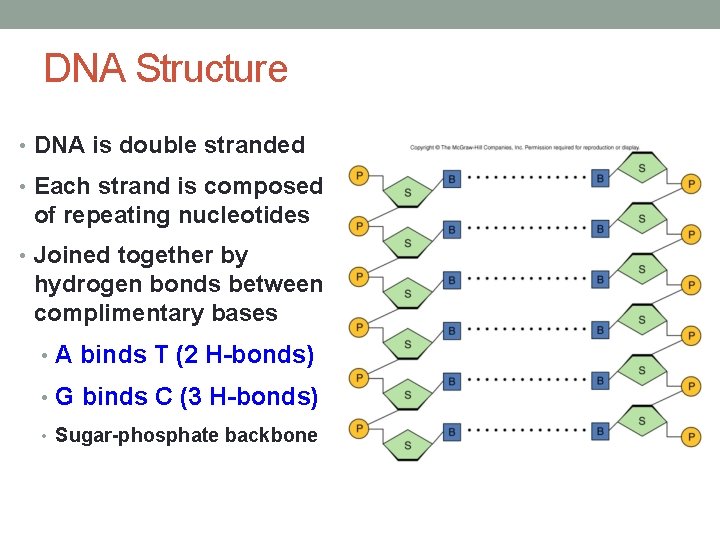 DNA Structure • DNA is double stranded • Each strand is composed of repeating