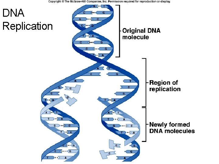 DNA Replication 