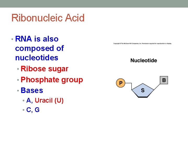 Ribonucleic Acid • RNA is also composed of nucleotides • Ribose sugar • Phosphate