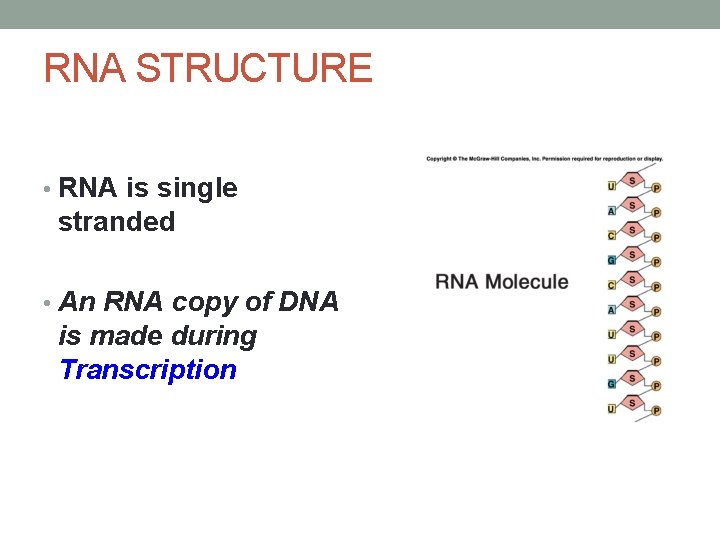 RNA STRUCTURE • RNA is single stranded • An RNA copy of DNA is