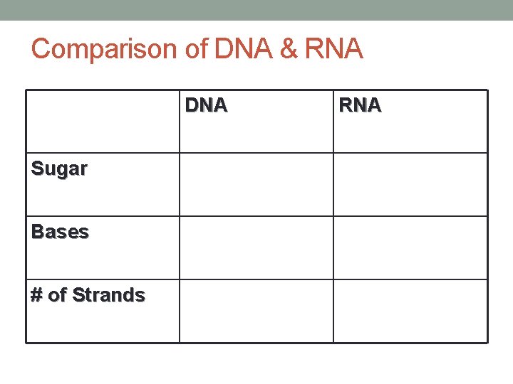 Comparison of DNA & RNA DNA Sugar Bases # of Strands RNA 