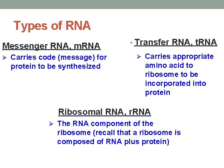 Types of RNA Messenger RNA, m. RNA Ø Carries code (message) for protein to