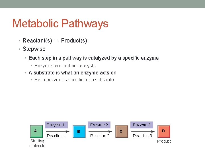 Metabolic Pathways • Reactant(s) → Product(s) • Stepwise • Each step in a pathway