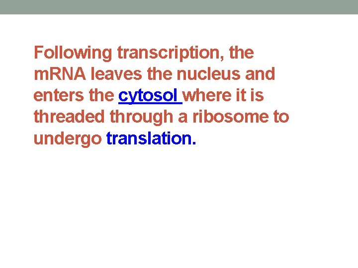 Following transcription, the m. RNA leaves the nucleus and enters the cytosol where it