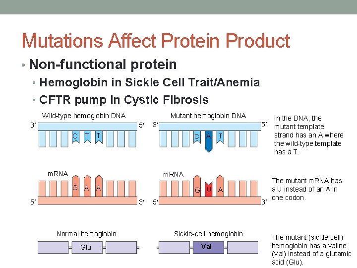 Mutations Affect Protein Product • Non-functional protein • Hemoglobin in Sickle Cell Trait/Anemia •