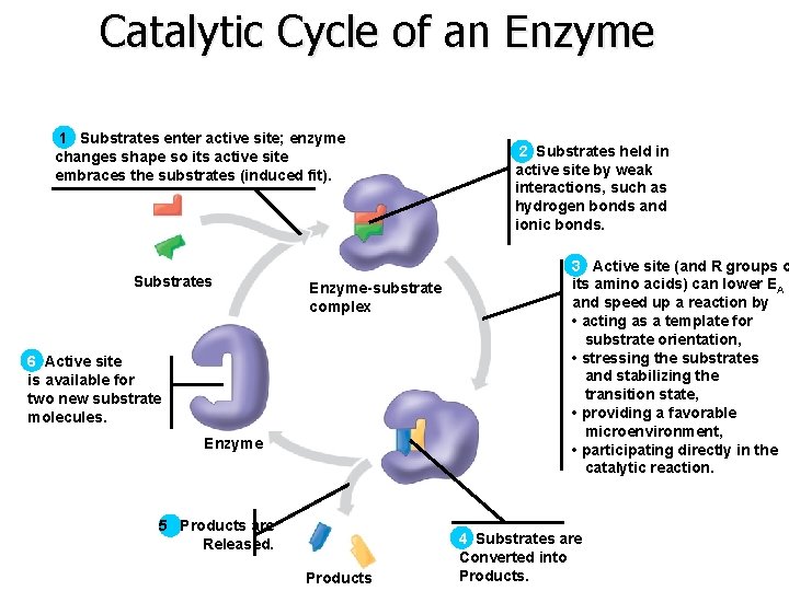 Catalytic Cycle of an Enzyme 1 Substrates enter active site; enzyme changes shape so