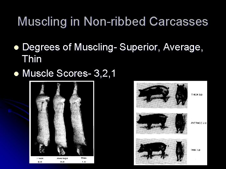 Muscling in Non-ribbed Carcasses Degrees of Muscling- Superior, Average, Thin l Muscle Scores- 3,