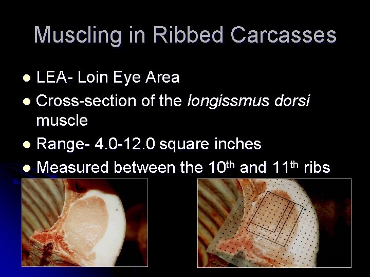 Muscling in Ribbed Carcasses LEA- Loin Eye Area l Cross-section of the longissmus dorsi