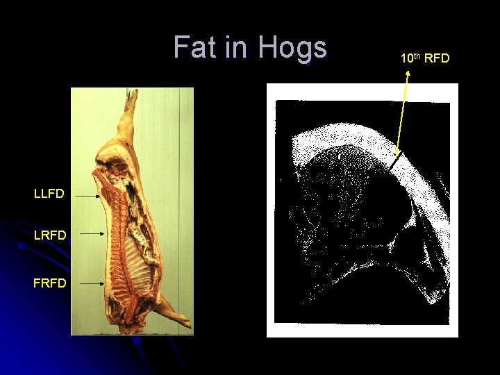 Fat in Hogs LLFD LRFD FRFD 10 th RFD 